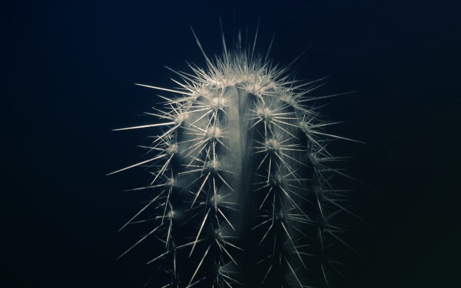 cactus cactus plant close up 2041810 e1558536531335 cactus cactus plant close up 2041810 e1558536531335