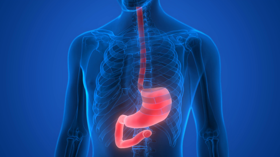 human body organs stomach anatomy hniotdu8  F0000 e1560970835902 human body organs stomach anatomy hniotdu8  F0000 e1560970835902