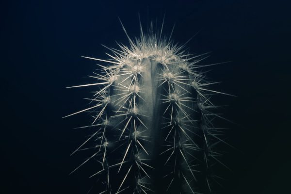 cactus-cactus-plant-close-up-2041810-e1558536531335