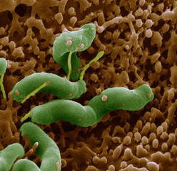 helicobacter-2