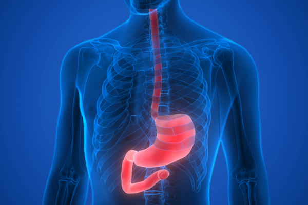 human-body-organs-stomach-anatomy_hniotdu8__F0000-e1560970835902