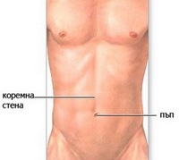 Пъп umbilicus